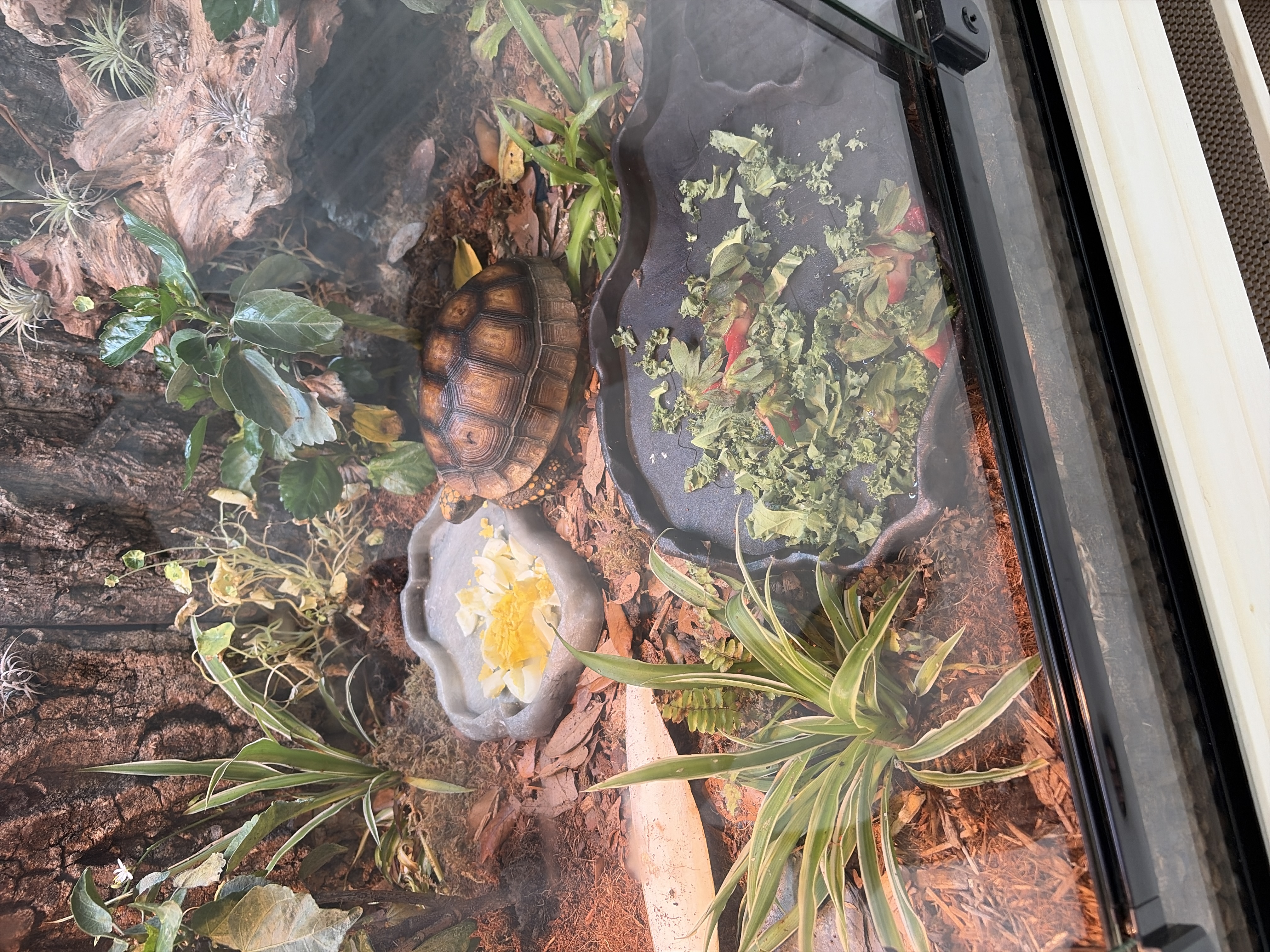 Shelldon on Jun 28, 2026