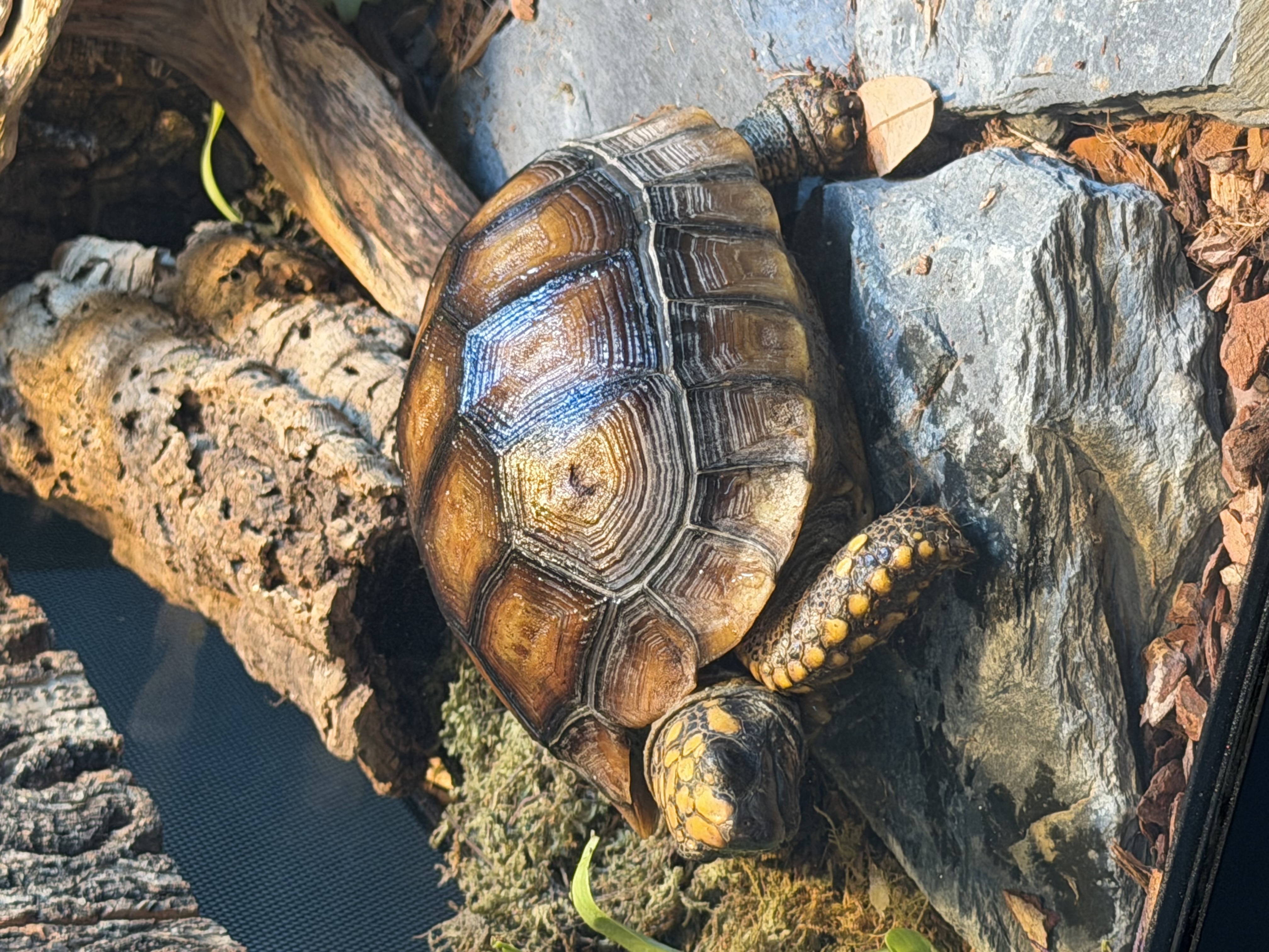 Sunbathing king